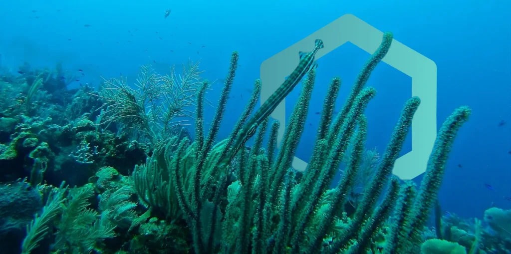 Nature Metrics Blue Ocean